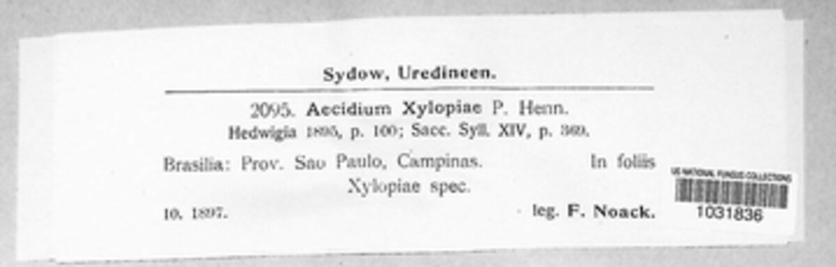 Aecidium xylopiae image